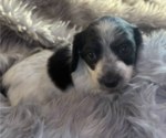 Puppy Sadie Dachshund
