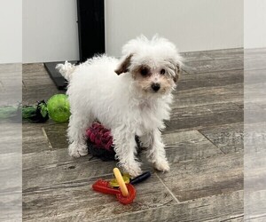 Poodle (Miniature) Puppy for sale in INDIANAPOLIS, IN, USA