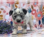 Small Photo #2 Australian Cattle Dog Puppy For Sale in LANCASTER, PA, USA