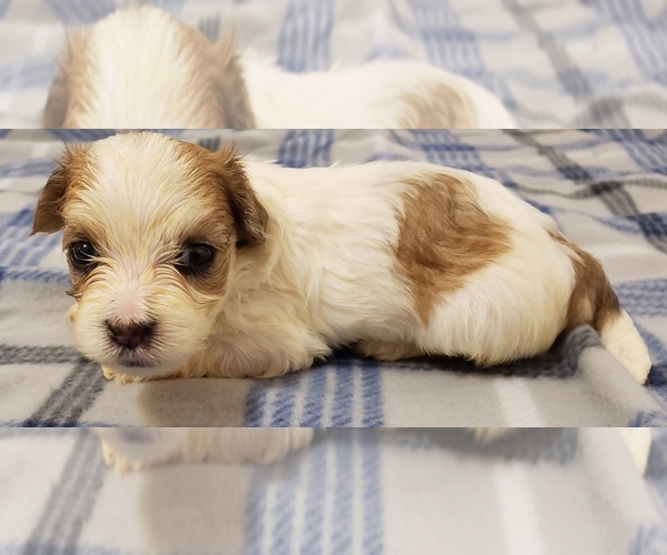 Medium Photo #3 Morkie Puppy For Sale in ATHENS, AL, USA