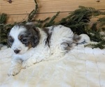 Small #3 Bernedoodle (Miniature)