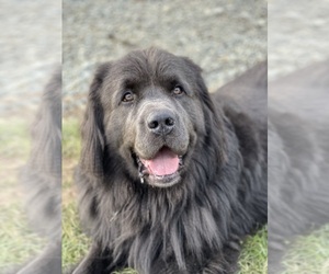 Father of the Newfoundland puppies born on 10/15/2022