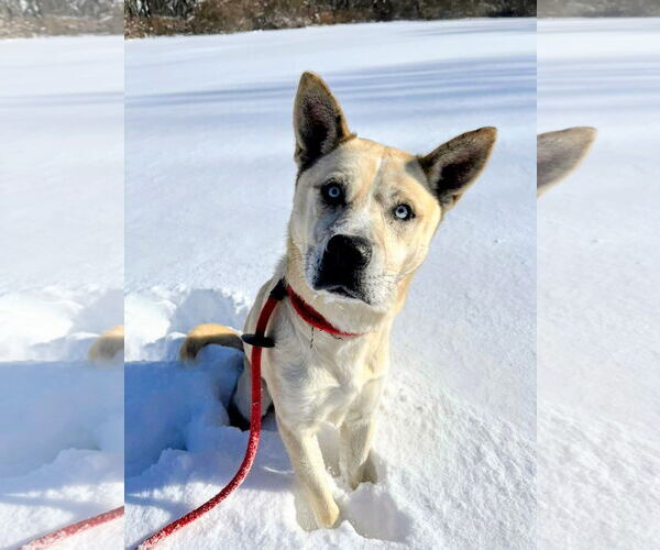 Medium Photo #1 Siberian Husky-Unknown Mix Puppy For Sale in Rockaway, NJ, USA