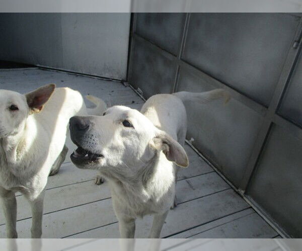 Medium Photo #1 German Shepherd Dog Puppy For Sale in Ocala, FL, USA