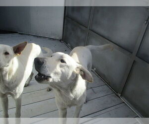 German Shepherd Dog Dogs for adoption in Ocala, FL, USA