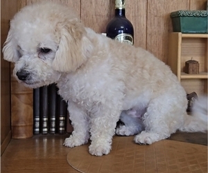 Maltipoo Puppy for sale in VALLEJO, CA, USA