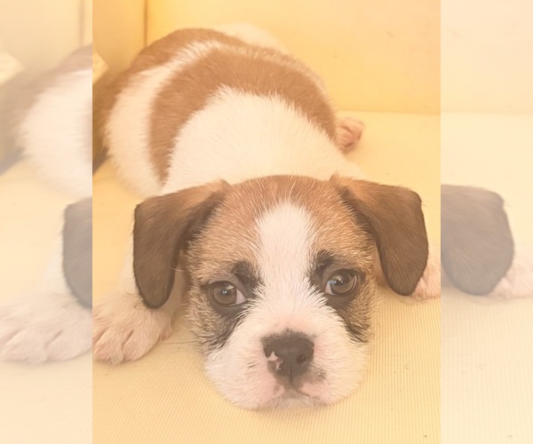 Medium Photo #1 Engatzu Spaniel-Frenchie Pug Mix Puppy For Sale in PORTSMOUTH, VA, USA