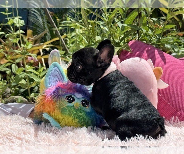 Medium Photo #24 French Bulldog Puppy For Sale in LEHIGH ACRES, FL, USA