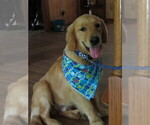 Small #26 Golden Retriever
