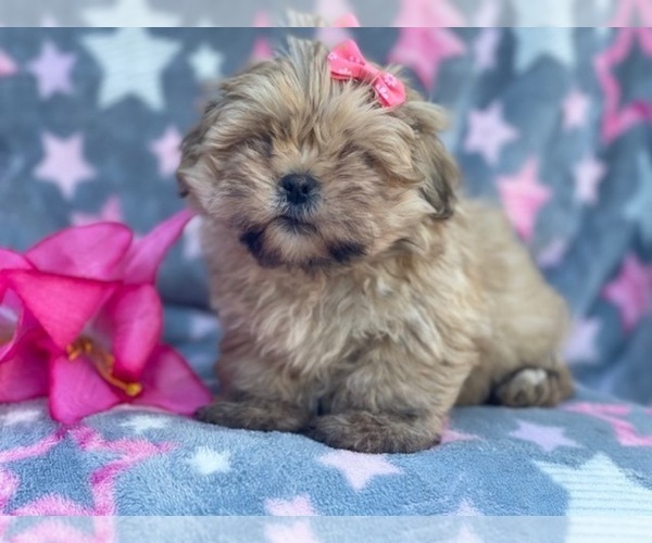 Medium Photo #8 Shorkie Tzu Puppy For Sale in LAKELAND, FL, USA