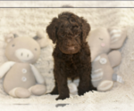 Small Photo #2 Labradoodle mix (+ Poodle Standard) Puppy For Sale in CHULA VISTA, CA, USA