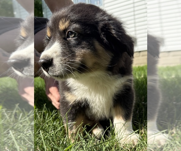 Medium Photo #14 Australian Shepherd Puppy For Sale in CHESTERFIELD TOWNSHIP, MI, USA