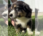 Small #13 Australian Shepherd