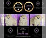 Small Photo #71 Pomeranian Puppy For Sale in WARSAW, IN, USA