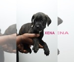 Puppy Xena Cane Corso