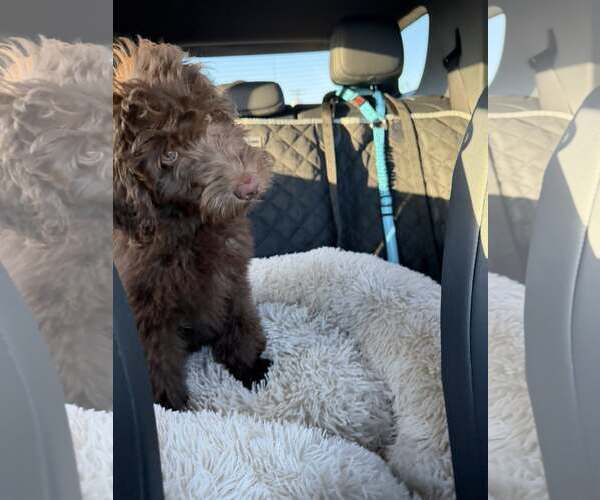 Medium Photo #4 Labradoodle Puppy For Sale in Turlock, CA, USA