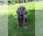 Small Photo #5 Labrador Retriever Puppy For Sale in ATHOL, ID, USA