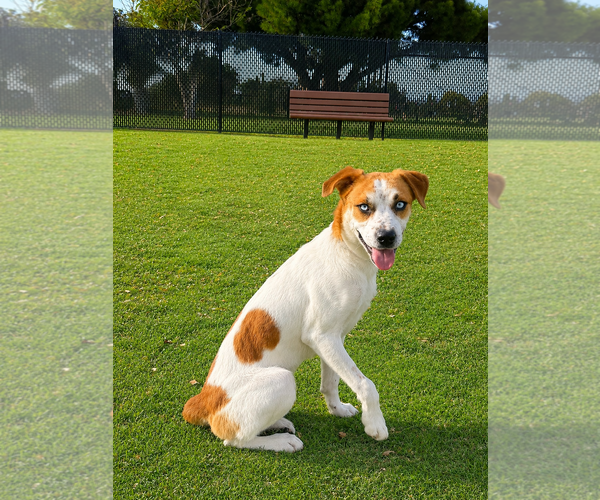 Medium Photo #2 Mutt Puppy For Sale in Menifee, CA, USA