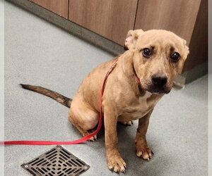 Mutt Dogs for adoption in Baytown, TX, USA