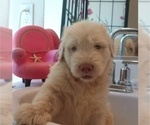 Small #2 Goldendoodle