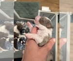 Small #2 Aussiedoodle Miniature 