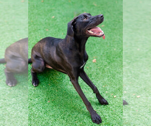 Medium Photo #6 Labrador Retriever-Unknown Mix Puppy For Sale in Canton, CT, USA