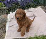 Small Photo #82 Irish Doodle Puppy For Sale in GOSHEN, IN, USA