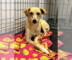 Small #5 Whippet Mix