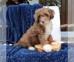 Dexter - Male Bernedoodle (Miniature) Puppy for Sale - Photo #2