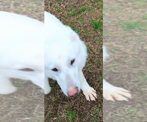 Junior - Male - Mix Dog for Adoption - Photo #5