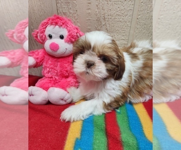 Medium Photo #1 Shih Tzu Puppy For Sale in WILLOW SPRINGS, MO, USA