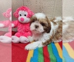 Small Photo #1 Shih Tzu Puppy For Sale in WILLOW SPRINGS, MO, USA
