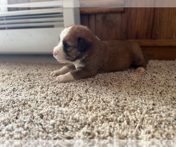 Medium Photo #3 Aussiedoodle Puppy For Sale in NEOLA, WV, USA