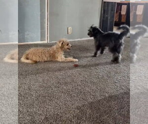 SPONSOR OR FOSTER ME - Cleo - Female Poodle (Miniature)-Unknown Mix Dog for Adoption - Photo #3