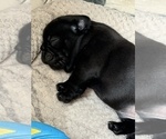 Small #6 French Bulldog