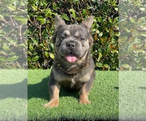 Father of the French Bulldog puppies born on 04/26/2025