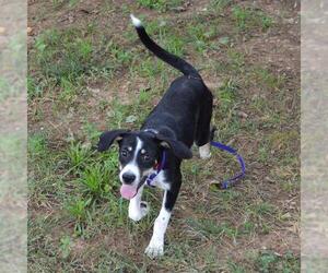Treeing Walker Coonhound-Unknown Mix Dogs for adoption in Murfreesboro, TN, USA