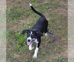 Small Treeing Walker Coonhound Mix