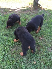Rottweiler Puppy for sale in FORT GAY, WV, USA