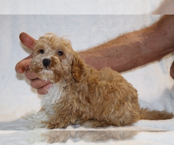 Medium Photo #16 Cockapoo (Miniature) Puppy For Sale in DYERSBURG, TN, USA