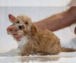 Small #15 Cockapoo (Miniature)