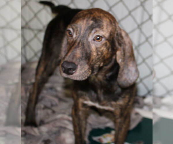 Medium Photo #1 Mountain Cur-Unknown Mix Puppy For Sale in Frenchburg, KY, USA