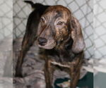 Small Mountain Cur Mix