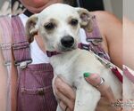 Small #4 Chiweenie