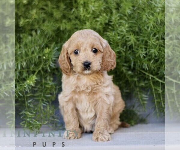 Medium Photo #1 Cavapoo Puppy For Sale in PARADISE, PA, USA
