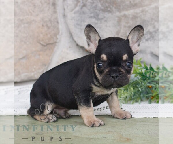 Medium Photo #2 French Bulldog Puppy For Sale in NARVON, PA, USA
