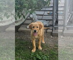 Small #1 Golden Labrador