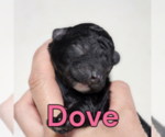 Puppy Dove Poodle (Miniature)
