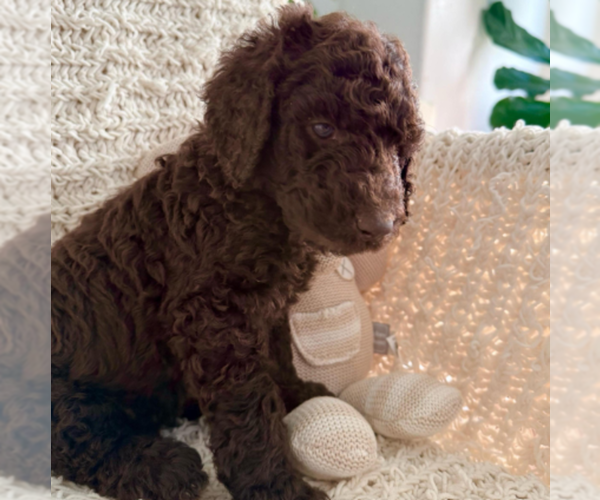 Medium Photo #1 Labradoodle mix (+ Poodle Standard) Puppy For Sale in CHULA VISTA, CA, USA