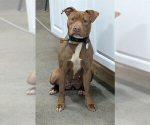 Mutt Dogs for adoption in Forestville, MD, USA